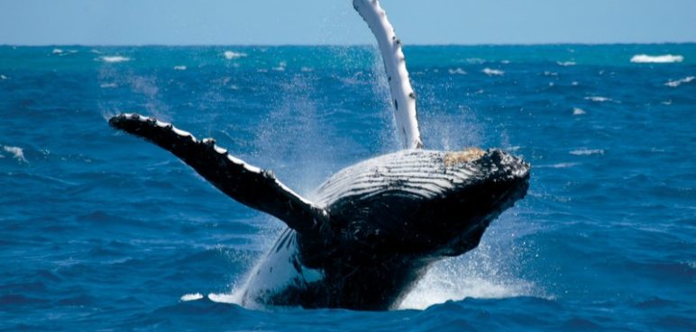 Temporada de avistamiento de ballenas en Buenaventura