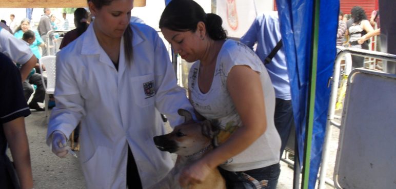 Vacunación antirrábica gratuita, para mascotas en Cali