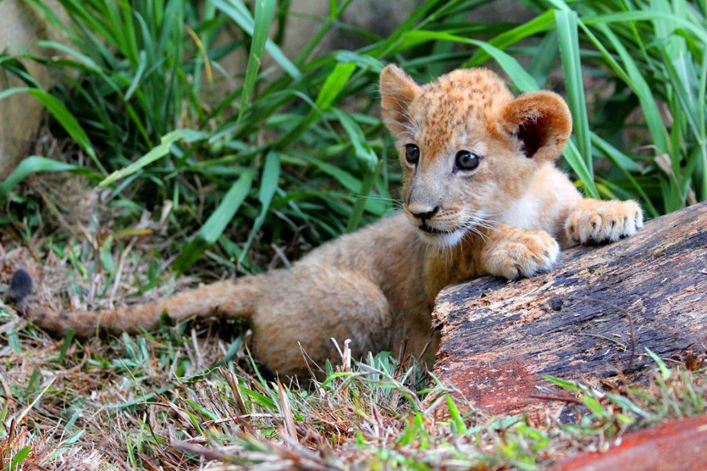 El pequeño Bantú, nuevo huésped del Zoológico de Cali
