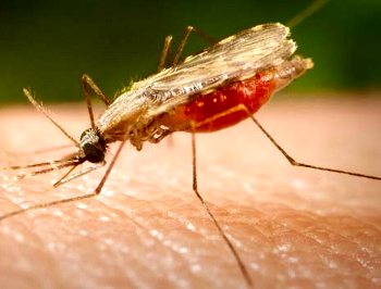 Investigadores afinarán estrategias para combatir la malaria