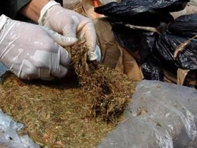 Policía incautó 50 kilos de Marihuana en Cali