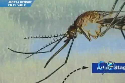 Alerta por casos de dengue en el Valle del Cauca