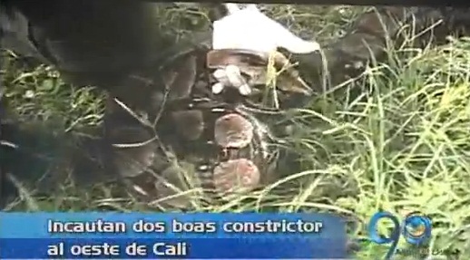 Dos boas constrictor fueron incautadas en Terrón Colorado