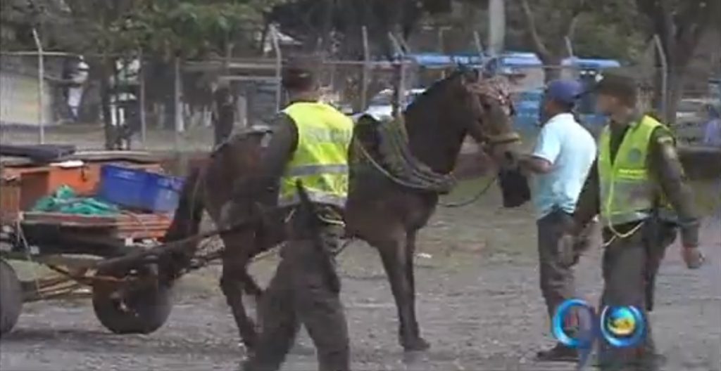 Caballos de los carretilleros podrán ser adoptados