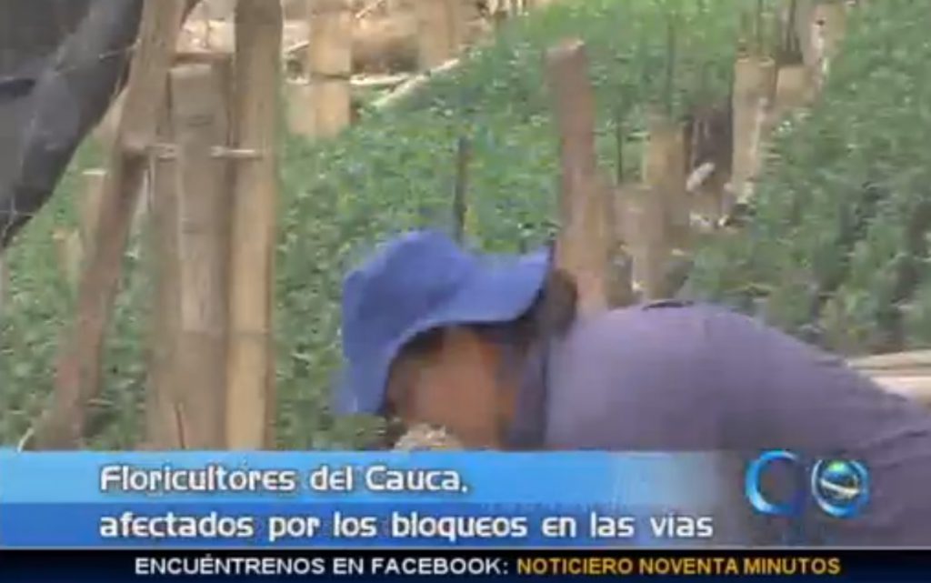 Floricultores del Cauca, afectados por el paro agrario