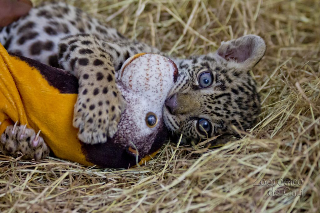 Bebé jaguar rescatado se criará en el Zoológico de Cali