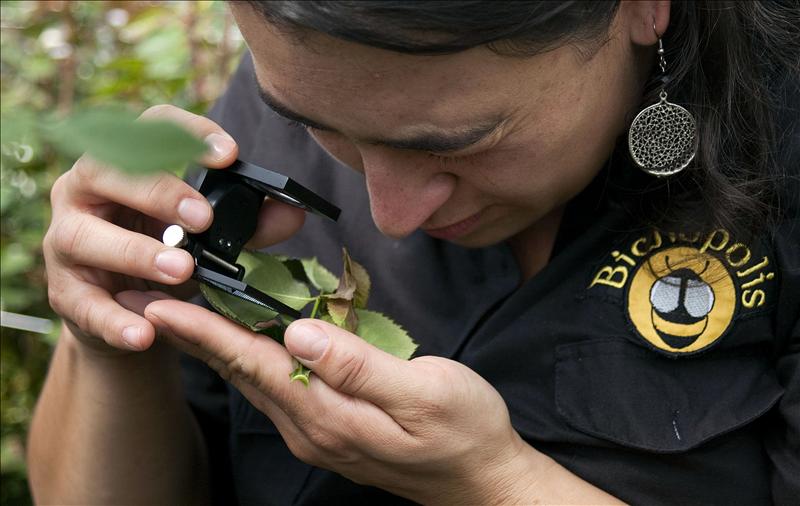 Colombia Innova: control biológico que protege a los rosales