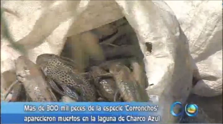 Problemática ambiental por muerte de peces en Charco Azul