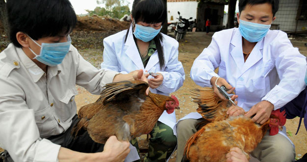 China incrementa cuidados ante la gripe aviar