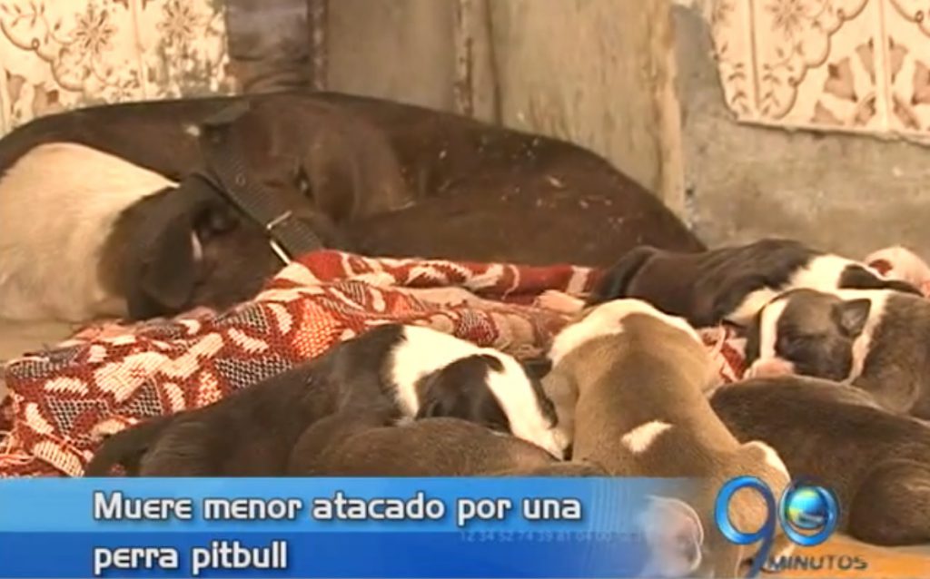 Perra pitbull causa la muerte de un menor