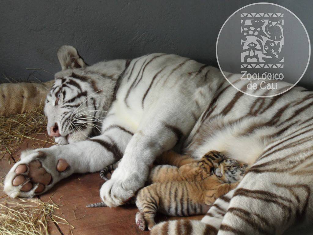 Visitantes del Zoológico ya pueden observar tigres de bengala cachorros