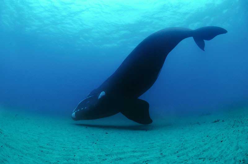 Sentencia internacional reafirma la protección de las ballenas antárticas