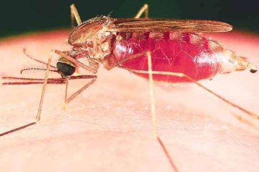 Instituto Nacional de Salud confirma llegada del chikunguña