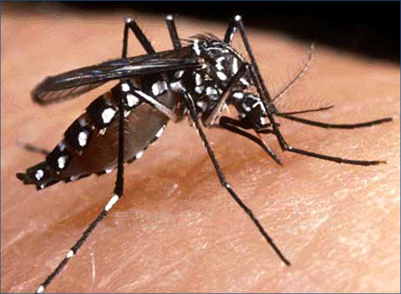 Alerta en Cali, por 6 posibles casos de chikunguña