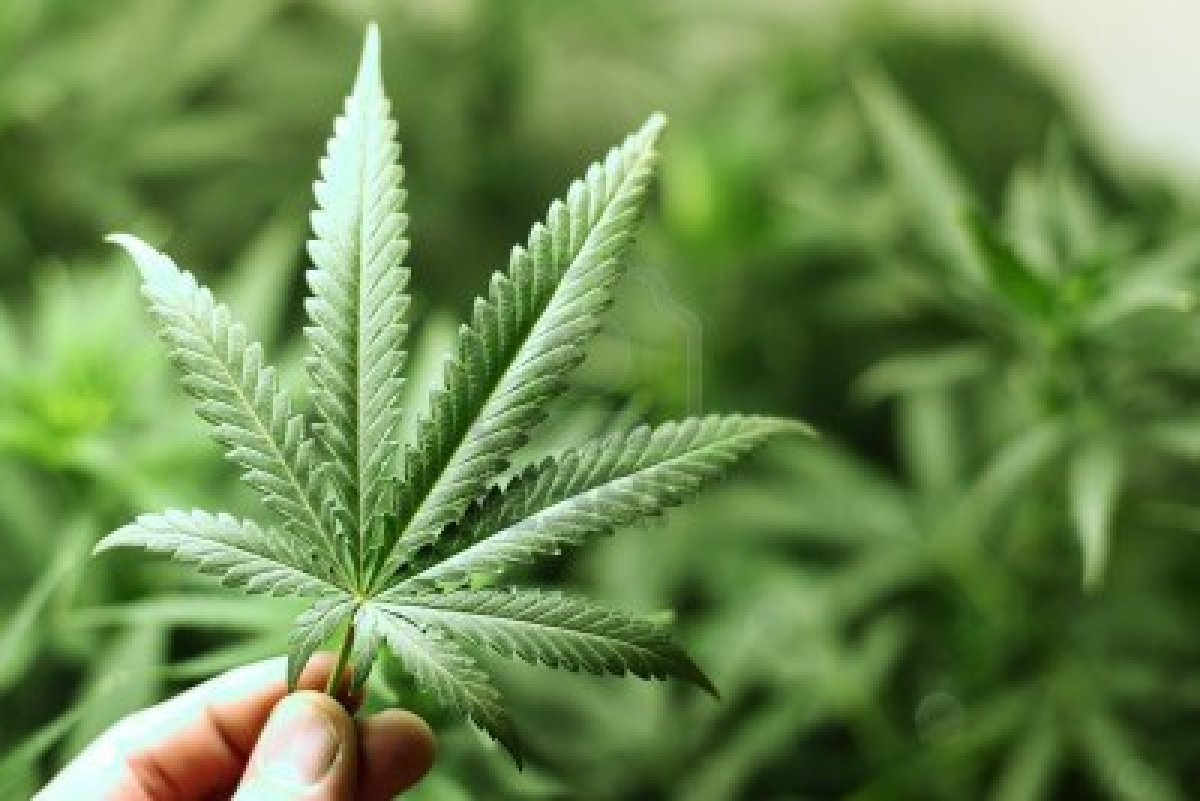 Washington D.C. y Oregon, dos estados más que permiten la marihuana