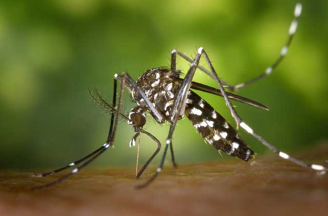 Vacaciones aumentarán casos de chikunguña: Minsalud