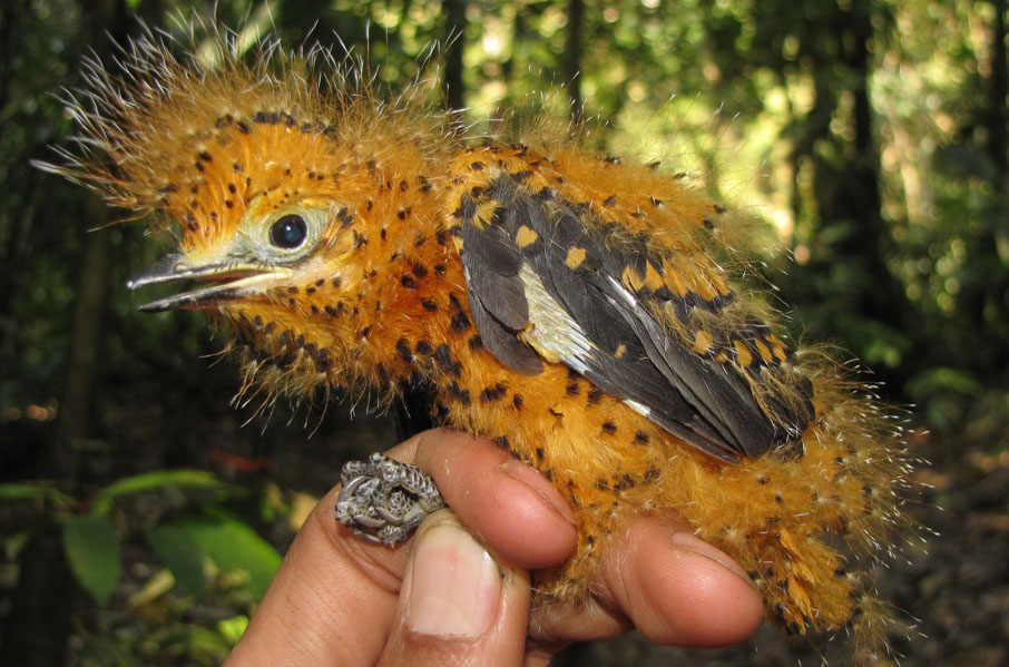 Profesor de Icesi descubre polluelo del bosque Amazónico
