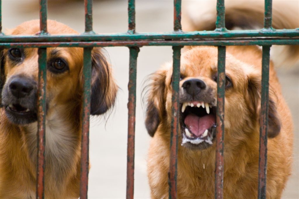 En casi el 50% aumentó número de ataques de perros en el Valle