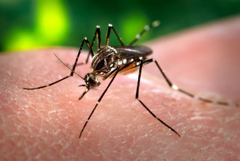 Valle, el departamento con más casos de dengue en el país