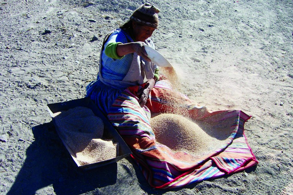 En Colombia incrementar la productividad del cultivo de quinua es prometedor