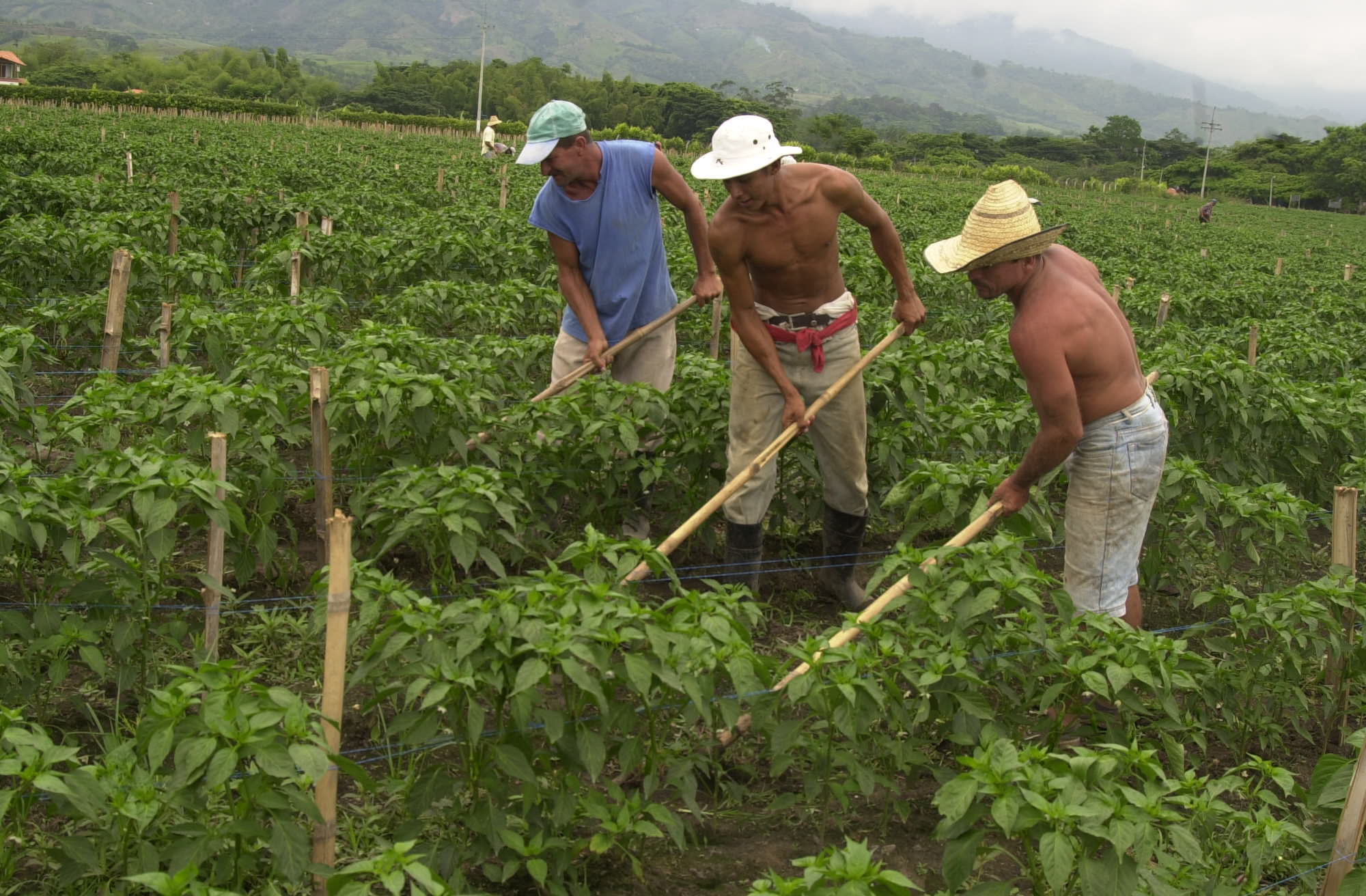 El Valle del Cauca entre las regiones con menos pobreza rural