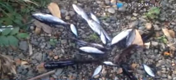 Contaminación en el río Quilichao produjo mortandad de peces