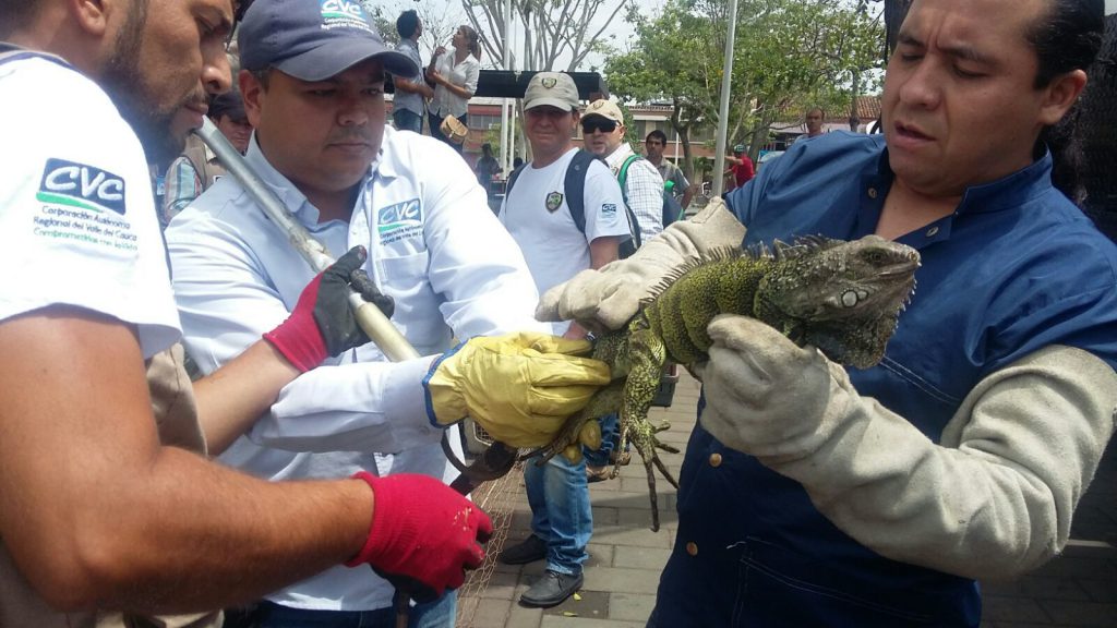 Para salvarlas de morir por la sequía, reubicadas iguanas del Parque Boyacá de Tuluá