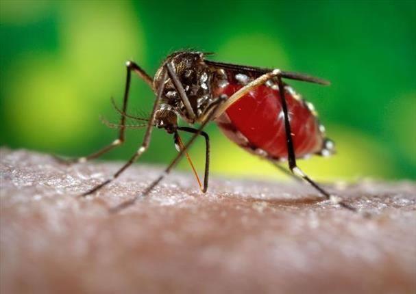 El virus de Chikunguña ha registrado 5 muertes en el Valle