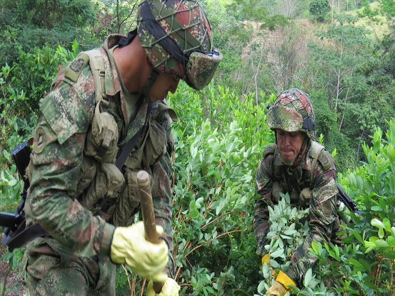 Ejercito erradica más de 100 hectáreas de cultivos ilícitos en Cauca