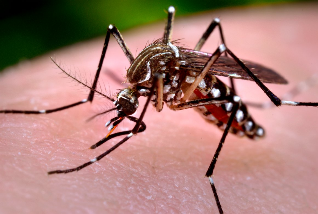 Alcaldía implementará estrategias para acabar con el zancudo Aedes Egiptys