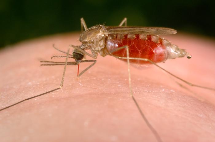 Chocó recibirá 7.000 medicamentos para combatir casos de malaria