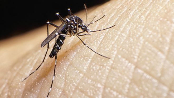 Colombia confirma dos casos de microcefalia asociados al zika