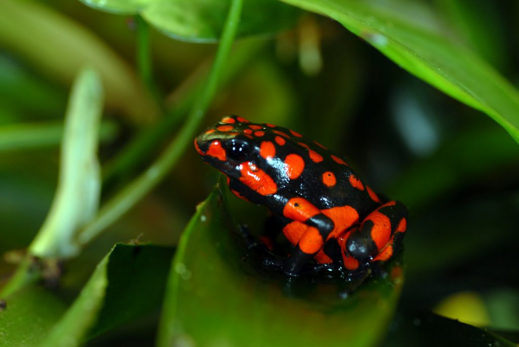 Denuncian colecta ilegal de ranas endémicas en Barbacoas, Nariño