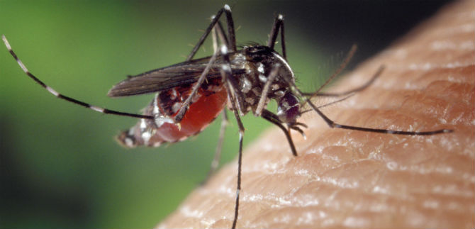 Operativo para eliminar el mosquito Aedes en Villahermosa