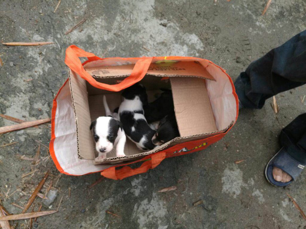 Hombre capturado por abandono animal indiscriminado
