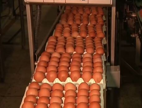 El Valle se consolida como líder en producción de proteína blanca
