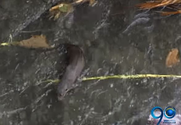 Autoridades piden a los caleños cuidar las nutrias del río Cali