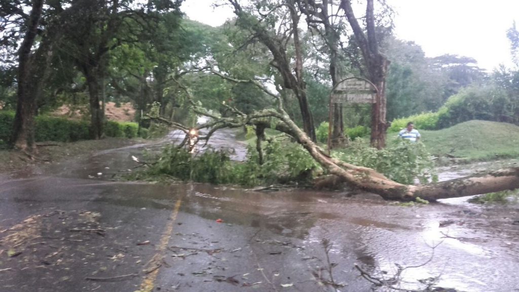 Vendaval en Caicedonia deja nueve viviendas afectadas y árboles caídos