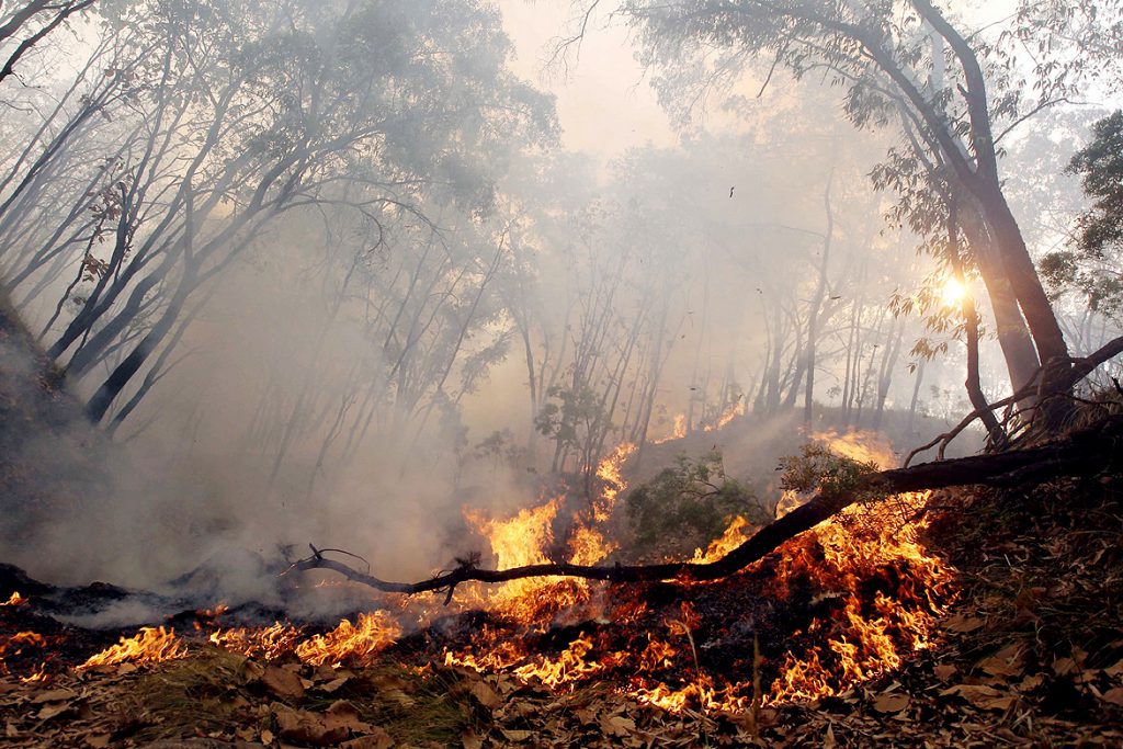 Alertan incendios forestales en Valle por altas temperaturas