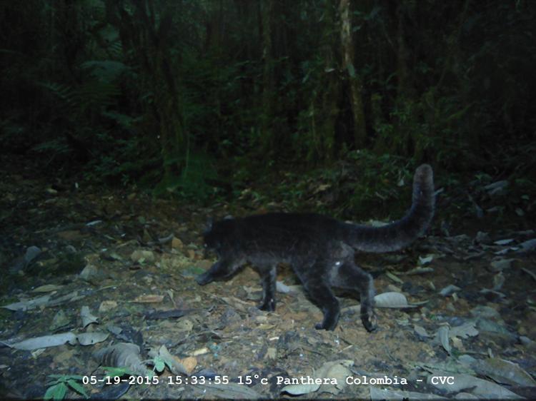 Encuentran nueva especie de felino en las montañas del Valle del Cauca
