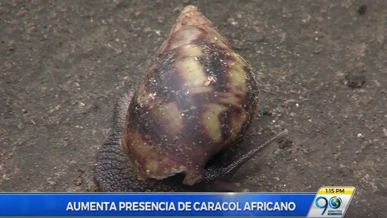Con regreso de lluvias al Valle aumentó la presencia del caracol africano