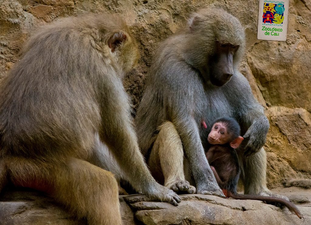 El zoológico de Cali, la aventura del saber