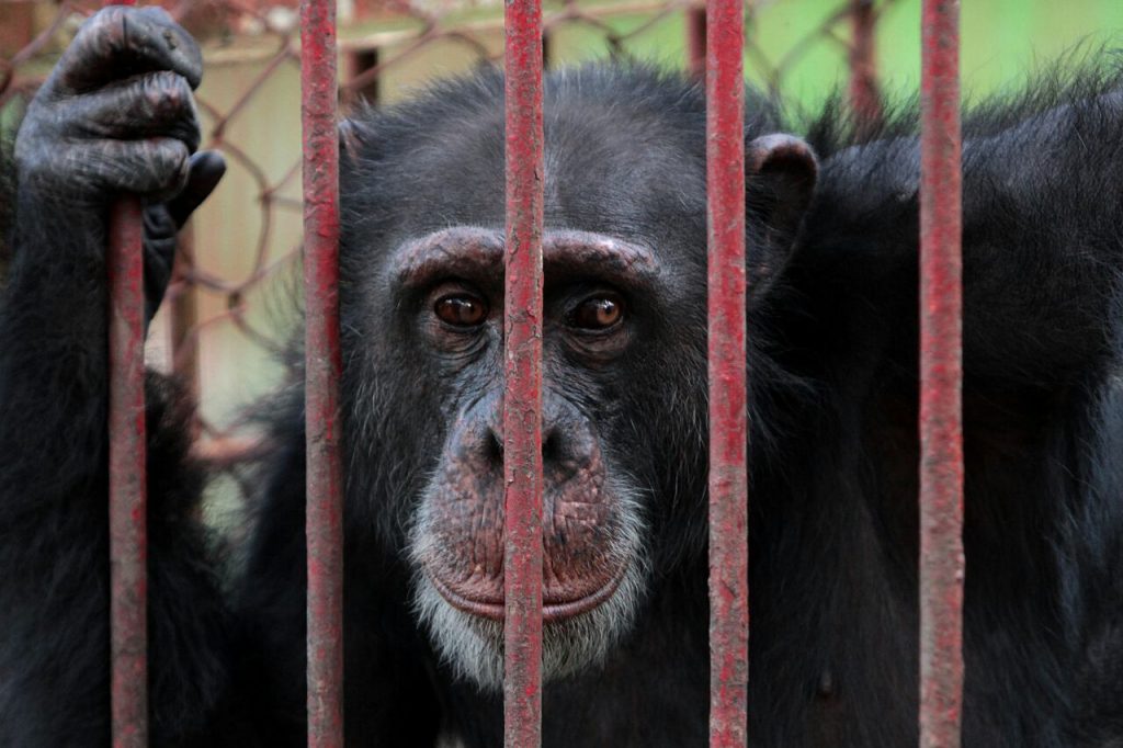 Chimpancé vuelve a refugio de animales tras haberse fugado