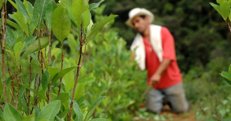 Dagua, Bolívar y El Dovio avanzan en sustitución voluntaria de cultivos ilícitos