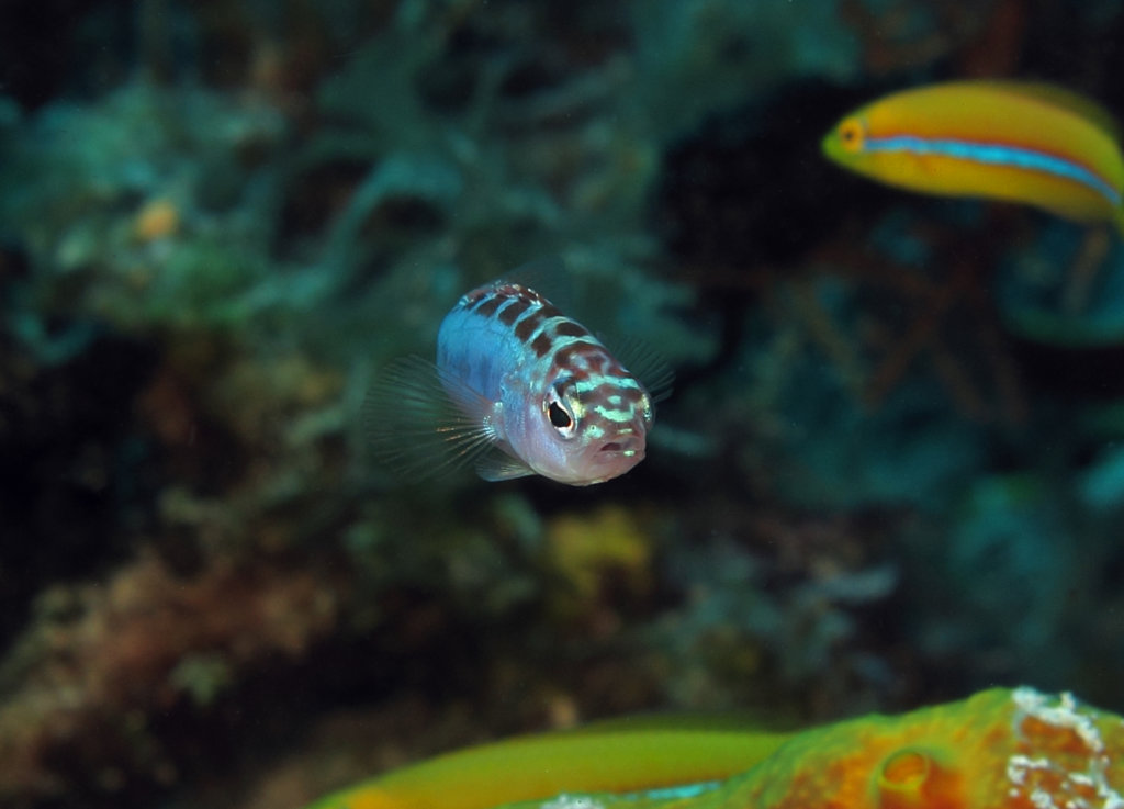 Biólogos descubren un pez que cambia de sexo 20 veces al día y es monógamo