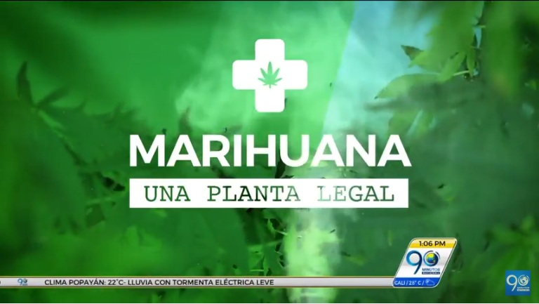 Informe especial, en detalle: 'Marihuana, una planta legal'