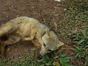 CVC rescató zorro en condición de cautiverio en el municipio de ... - 90 Minutos (Comunicado de prensa) (blog)