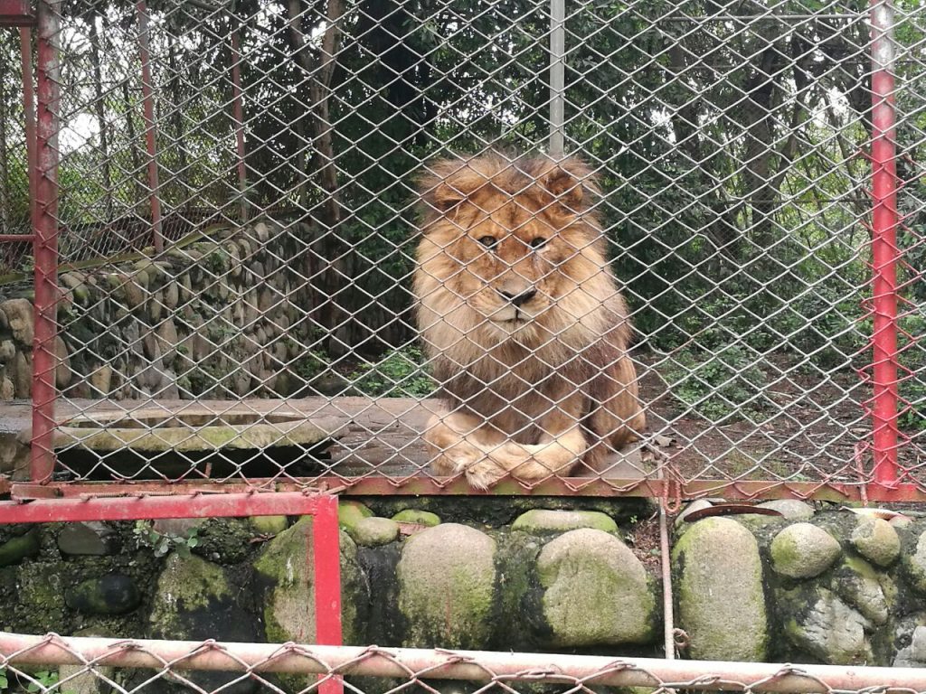 Animales del refugio Villa Lorena en Floralia, a punto de ser desalojados
