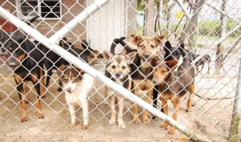 Albergue para perros de Ginebra podría cerrar: entérese cómo ayudar