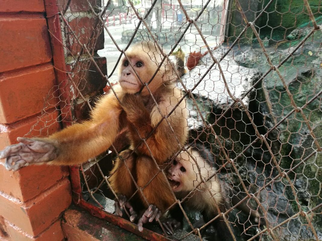 Animales de refugio 'Villa Lorena' serán trasladados, no sacrificados: Dagma
